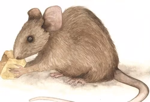 Top 3 con giap gia ngheo gia kho nhung dich thi la dai gia