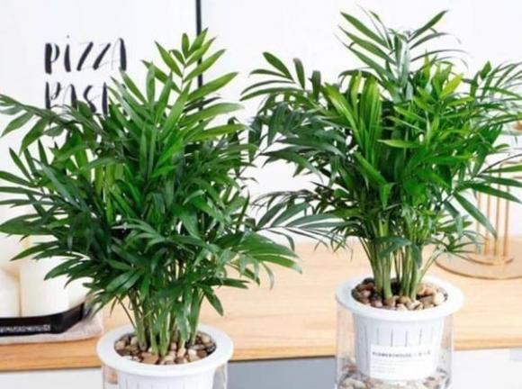 3 loai cay trong phong khach lam dep moi truong