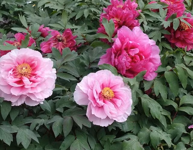 Trong 5 loai cay truong tho nay trong nha, tien vao nhu nuoc