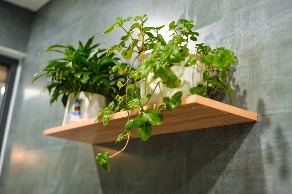 Ngoi nha trong ngo ngap cay xanh, goc ban an that chill ben khu vuon nho-Hinh-13