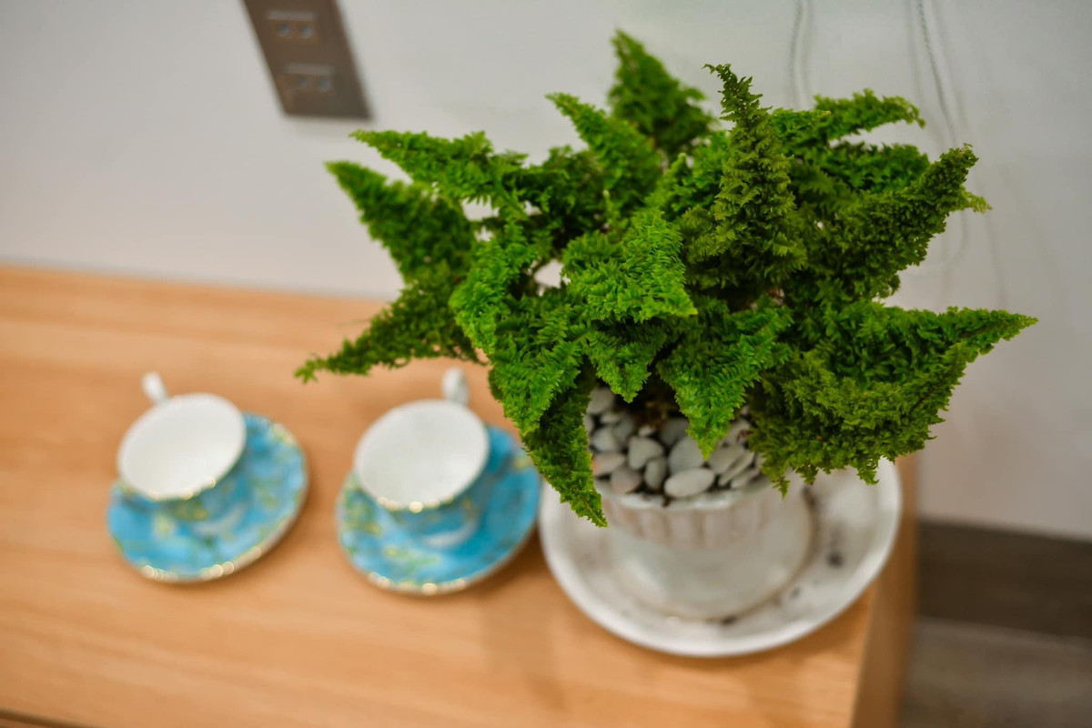 Ngoi nha trong ngo ngap cay xanh, goc ban an that chill ben khu vuon nho-Hinh-11