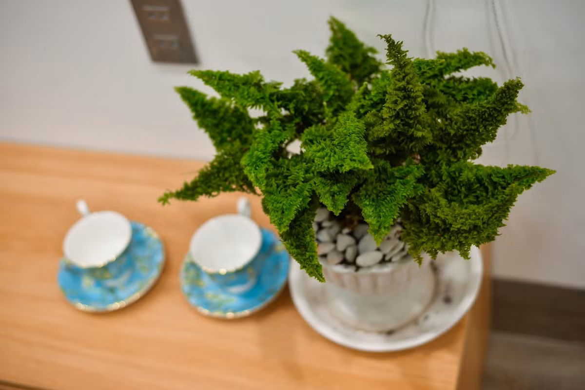 Ngoi nha trong ngo ngap cay xanh, goc ban an that chill ben khu vuon nho-Hinh-11