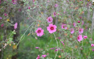 Tre sinh vao 3 khung gio Am lich nay, phuc khi doi dao-Hinh-6