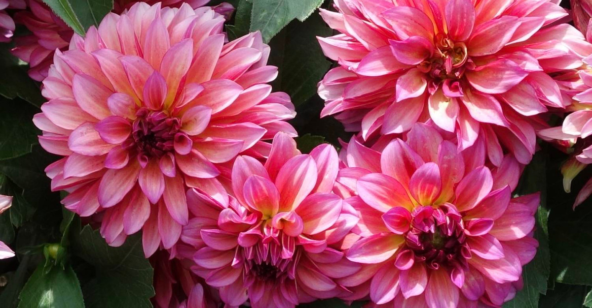 Tre sinh vao 3 khung gio Am lich nay, phuc khi doi dao-Hinh-3