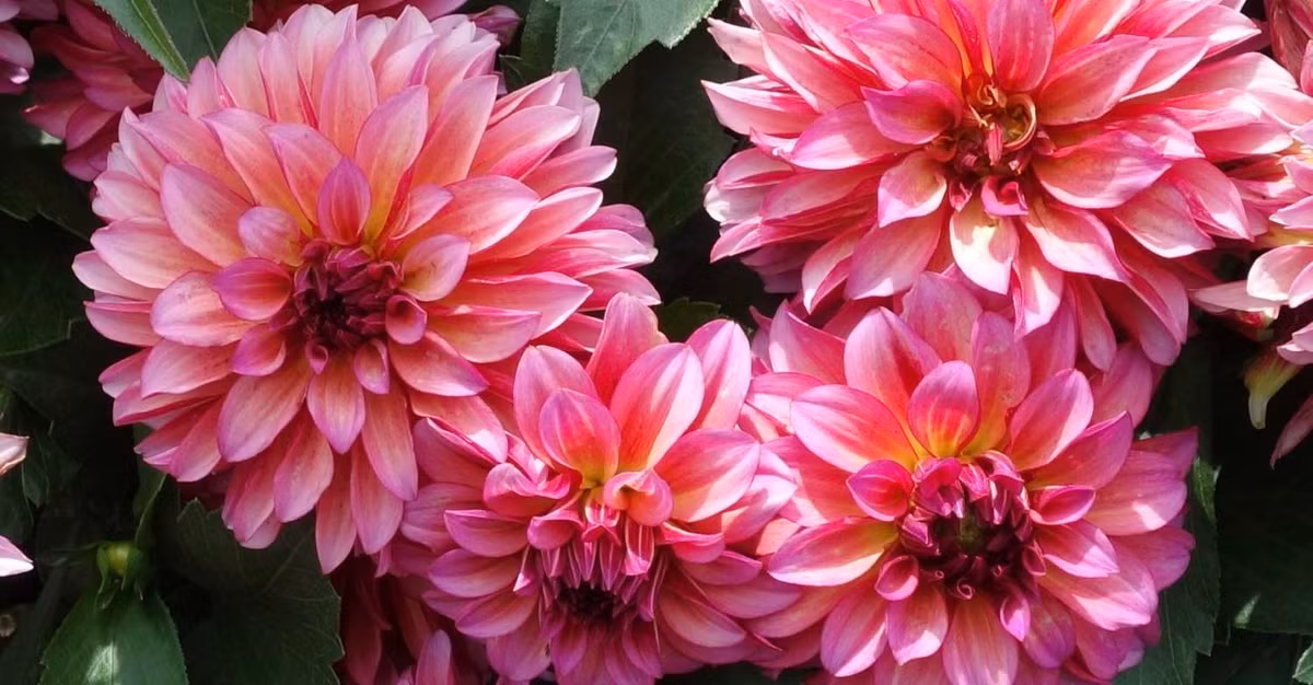 Tre sinh vao 3 khung gio Am lich nay, phuc khi doi dao-Hinh-3