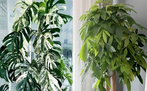 Tre sinh vao 3 khung gio Am lich nay, phuc khi doi dao-Hinh-7