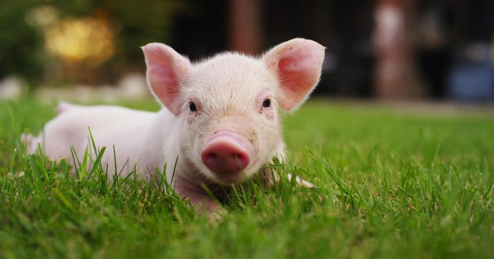 10 ngay cuoi 2022 vuot moi kho khan, 4 tuoi kiem tien cuc de-Hinh-8