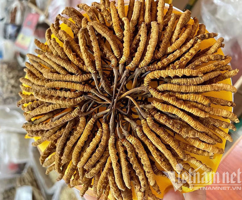 Hoi suc hau F0, an to chao sau co gia 3-5 trieu dong-Hinh-2