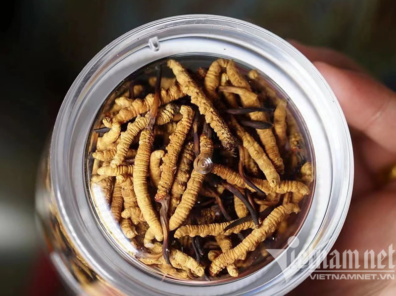 Hoi suc hau F0, an to chao sau co gia 3-5 trieu dong