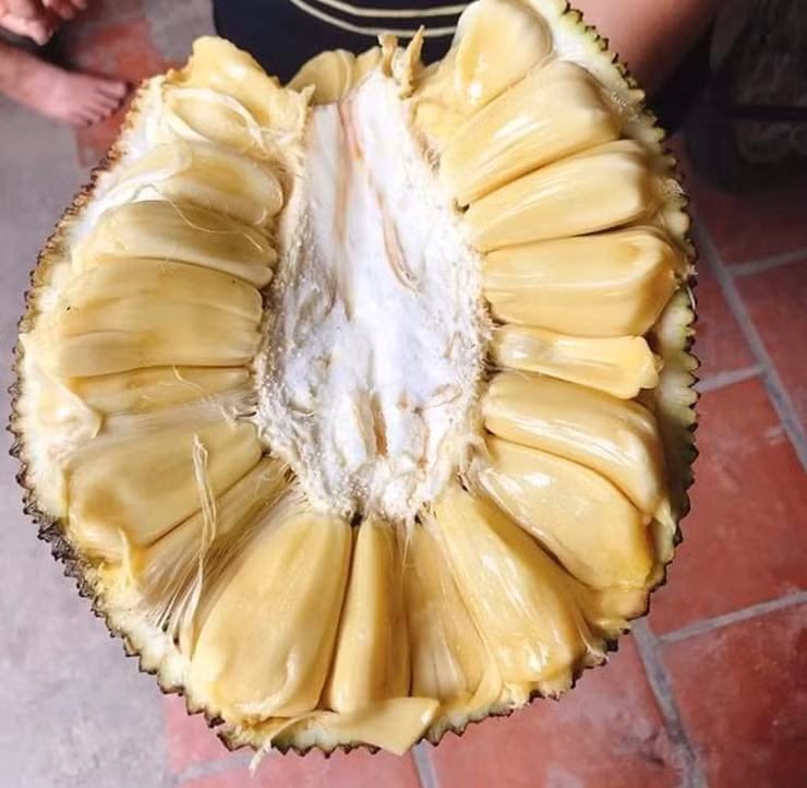 Mít mật bóc sẵn cho tủ lạnh, ăn vừa mát vừa ngọt, lại không nóng như mít dai nên rất hấp dẫn