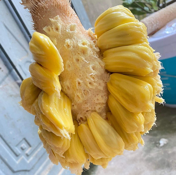 Trên chợ mạng, chợ chung cư, mít mật được rao bán với giá khoảng 30.000-35.000 đồng. Mít mật bóc sẵn được đóng hộp bán với giá 60.000-70.000 đồng/kg