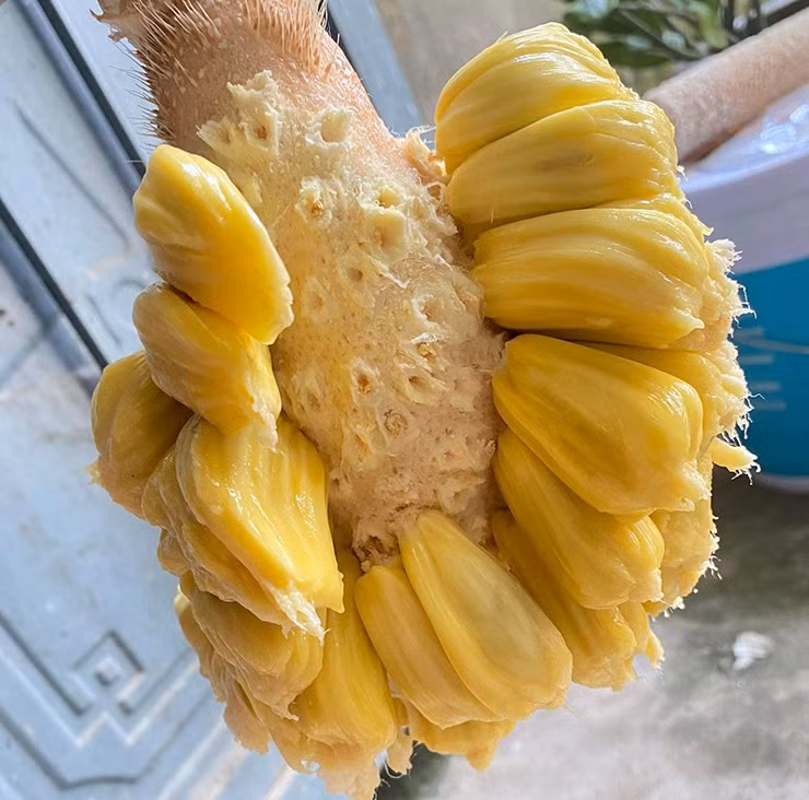 Trên chợ mạng, chợ chung cư, mít mật được rao bán với giá khoảng 30.000-35.000 đồng. Mít mật bóc sẵn được đóng hộp bán với giá 60.000-70.000 đồng/kg