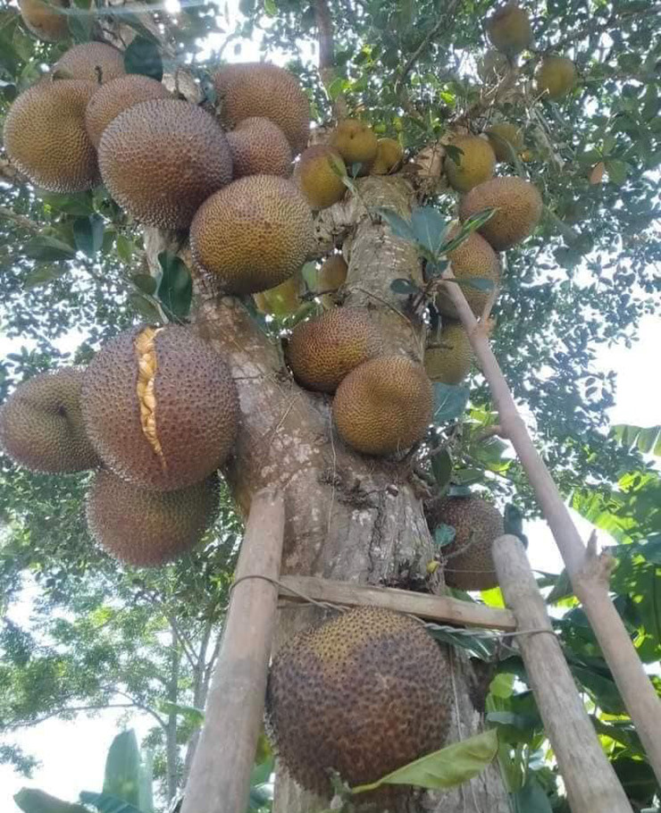 Để phân biệt mít mật và mít dai, người ở quê chủ yếu nhìn vào gai, mit dai gai thường phẳng và cứng, gai mít mật dài, mềm và nhọn