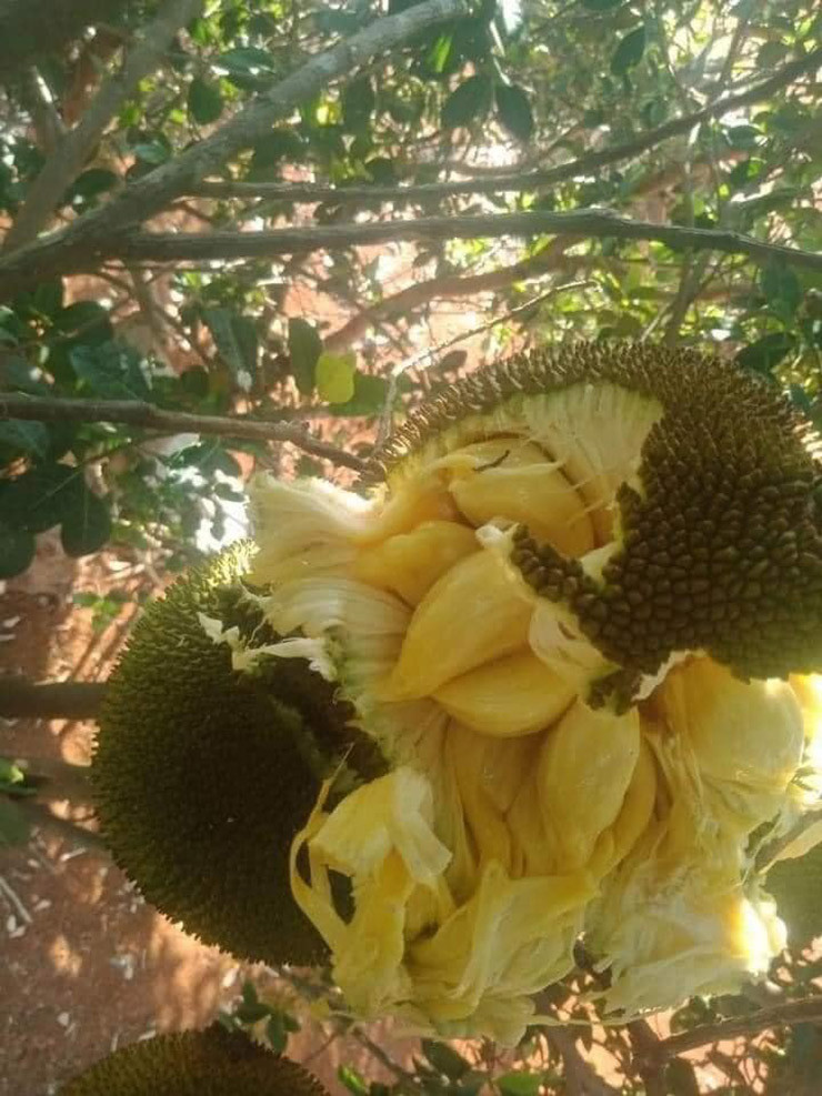 Nhiều gia đình còn chặt bỏ cây mít mật trong vườn để trồng các loại cây ăn quả khác.