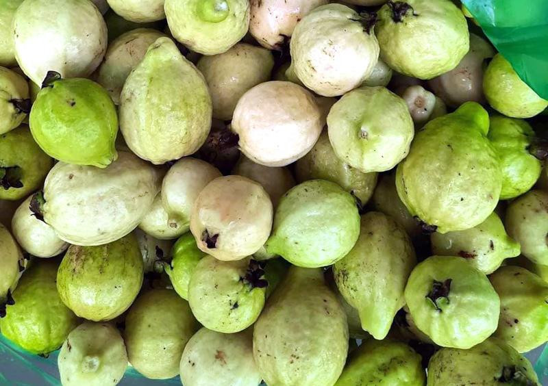 Ổi mỡ thơm lừng, bà nội trợ chiều chòng đặt mua về ngâm rượu - Hình 3 Oi mo thom lung, ba noi tro chieu chong dat mua ve ngam ruou-Hinh-3