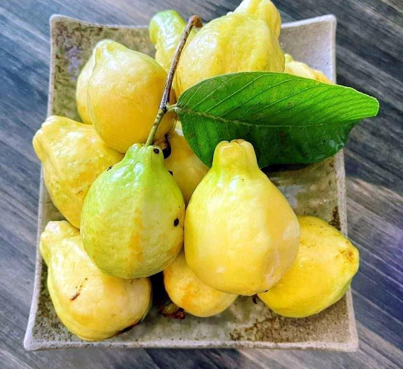 Ổi mỡ thơm lừng, bà nội trợ chiều chòng đặt mua về ngâm rượu - Hình 2 Oi mo thom lung, ba noi tro chieu chong dat mua ve ngam ruou-Hinh-2