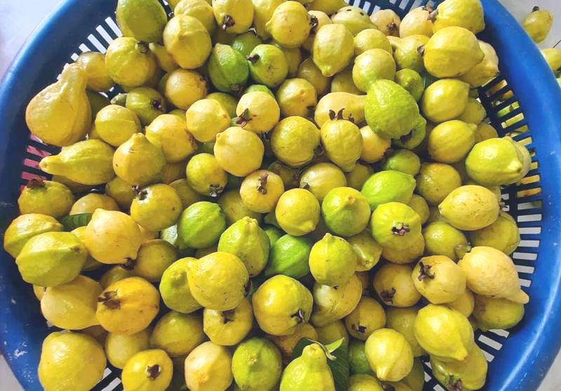 Ổi mỡ thơm lừng, bà nội trợ chiều chòng đặt mua về ngâm rượu - Hình 4 Oi mo thom lung, ba noi tro chieu chong dat mua ve ngam ruou-Hinh-4