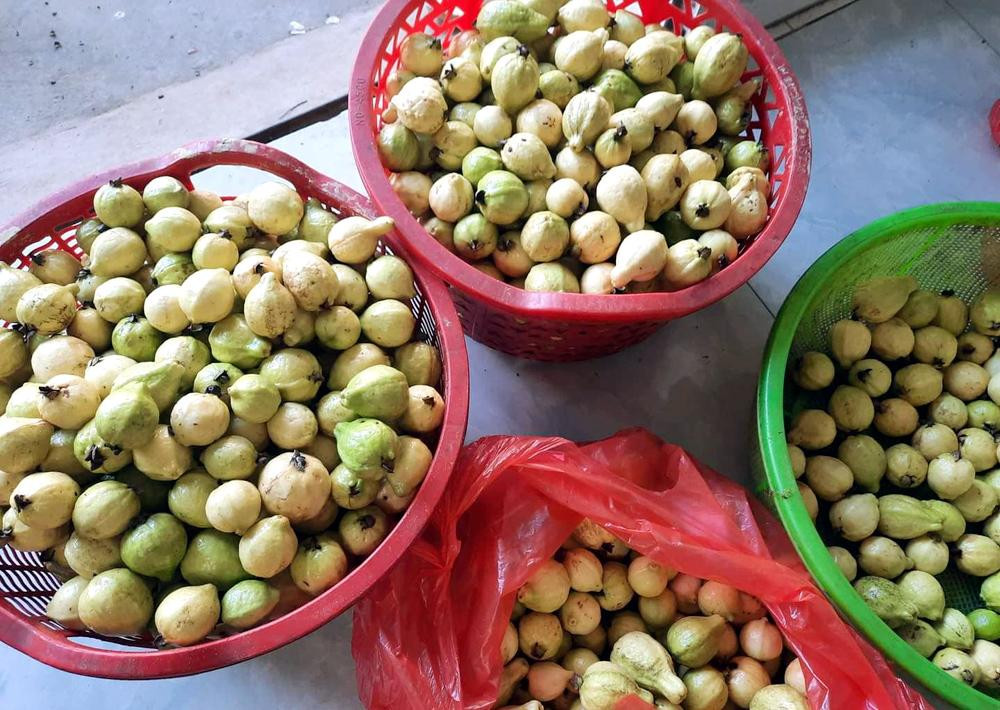 Ổi mỡ thơm lừng, bà nội trợ chiều chòng đặt mua về ngâm rượu Oi mo thom lung, ba noi tro chieu chong dat mua ve ngam ruou