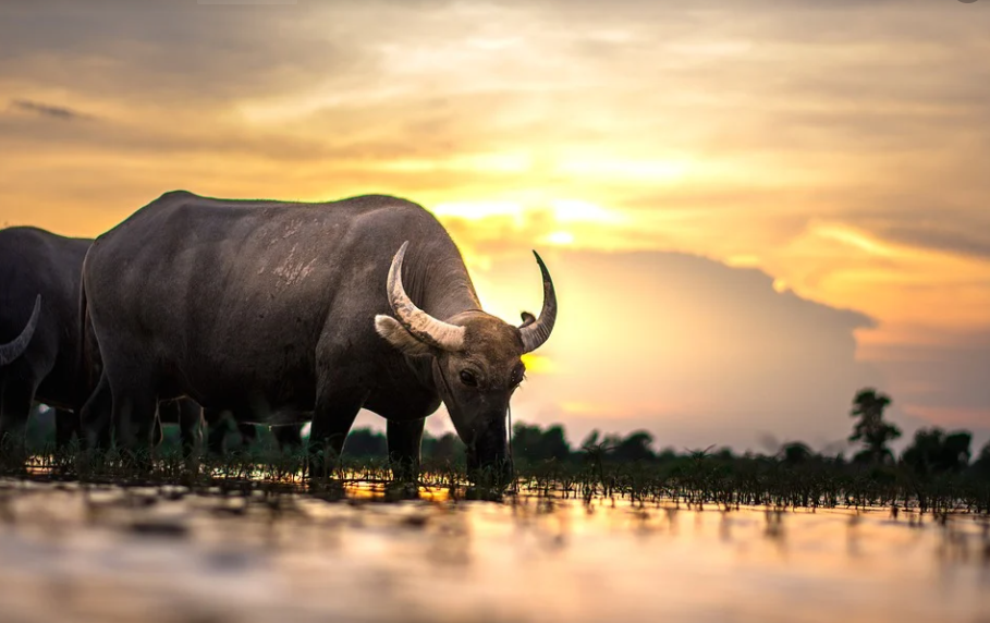  3 tháng tới đây, sự nghiệp của người tuổi Sửu, đặc biệt là người sinh năm 1997 sẽ có những thay đổi tích cực. Họ gặp được nhiều may mắn, vạn sự hanh thông. 