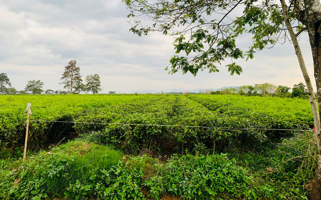 Anh nong dan trong che bong thanh dai gia