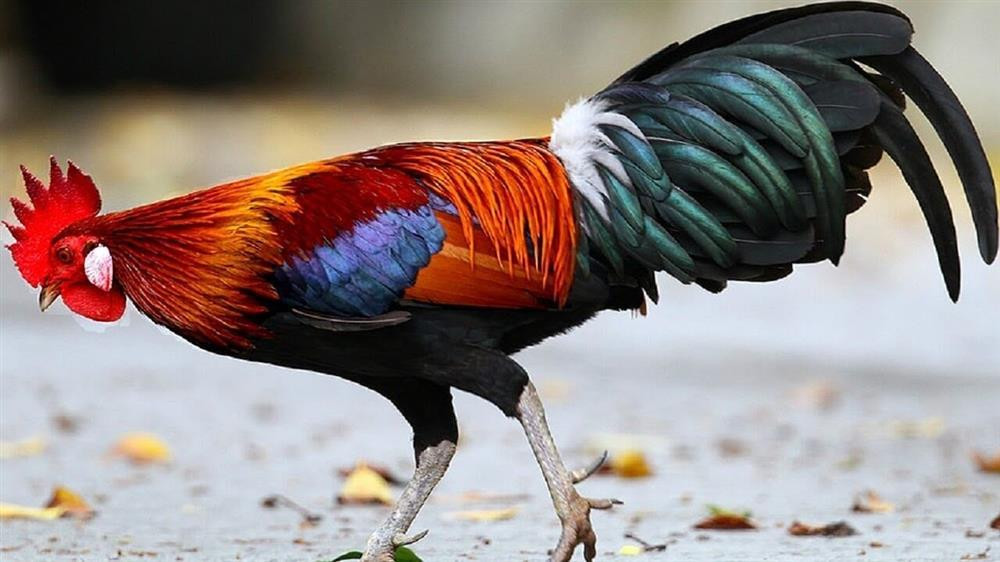 Cuoi thang 9 Am lich: Nguoi sao Ke Do 'hung xo' loc la-Hinh-2