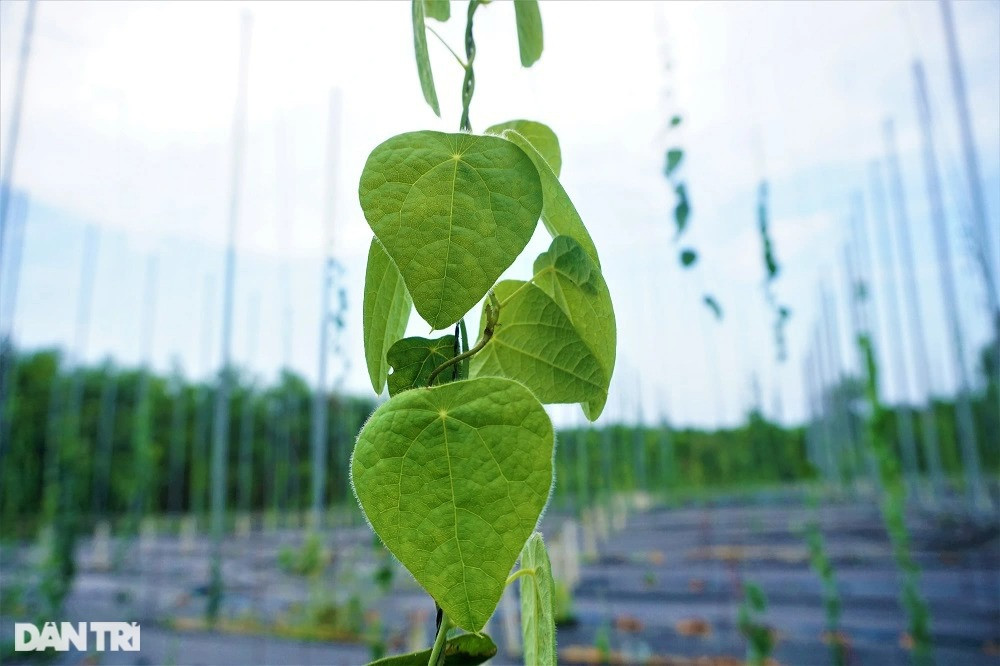 Thu tiền tỷ nhờ trồng loài cây càng nắng nóng càng 'hái ra tiền' - Hình 11 Thu tien ty nho trong loai cay cang nang nong cang 'hai ra tien'-Hinh-11