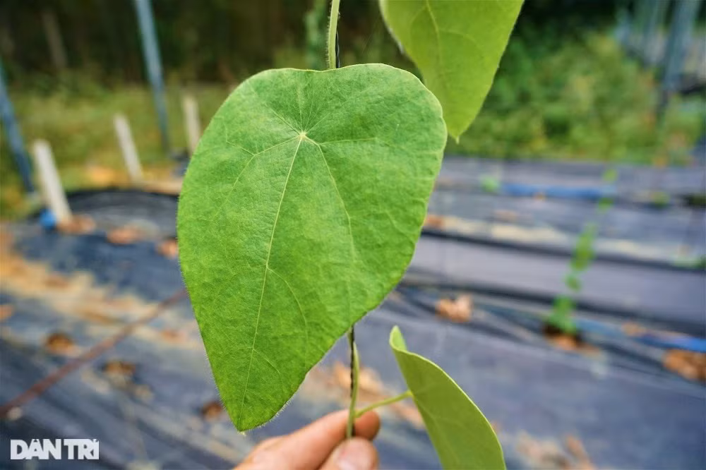 Thu tien ty nho trong loai cay cang nang nong cang 'hai ra tien'-Hinh-3