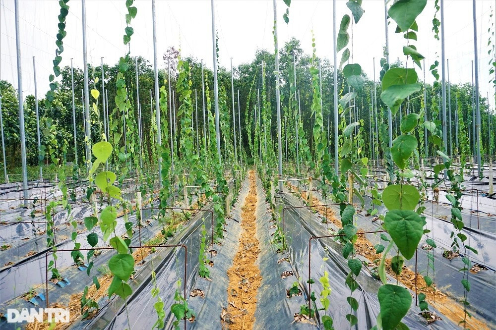 Thu tiền tỷ nhờ trồng loài cây càng nắng nóng càng 'hái ra tiền' - Hình 9 Thu tien ty nho trong loai cay cang nang nong cang 'hai ra tien'-Hinh-9