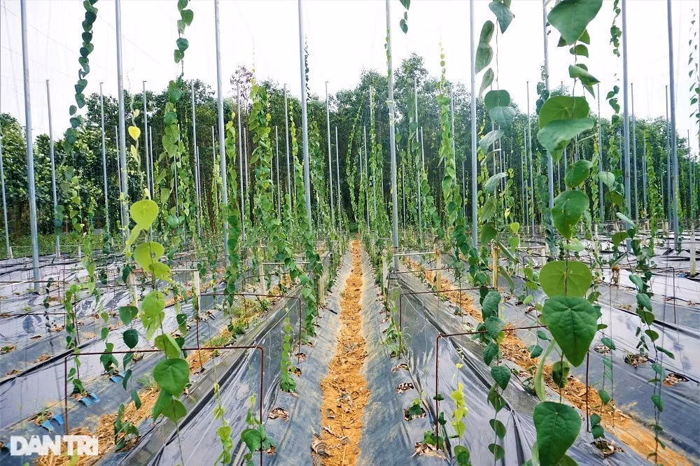 Thu tien ty nho trong loai cay cang nang nong cang 'hai ra tien'-Hinh-9