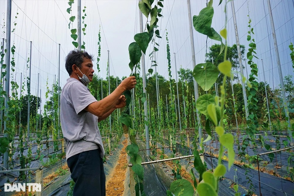 Thu tiền tỷ nhờ trồng loài cây càng nắng nóng càng 'hái ra tiền' - Hình 5 Thu tien ty nho trong loai cay cang nang nong cang 'hai ra tien'-Hinh-5