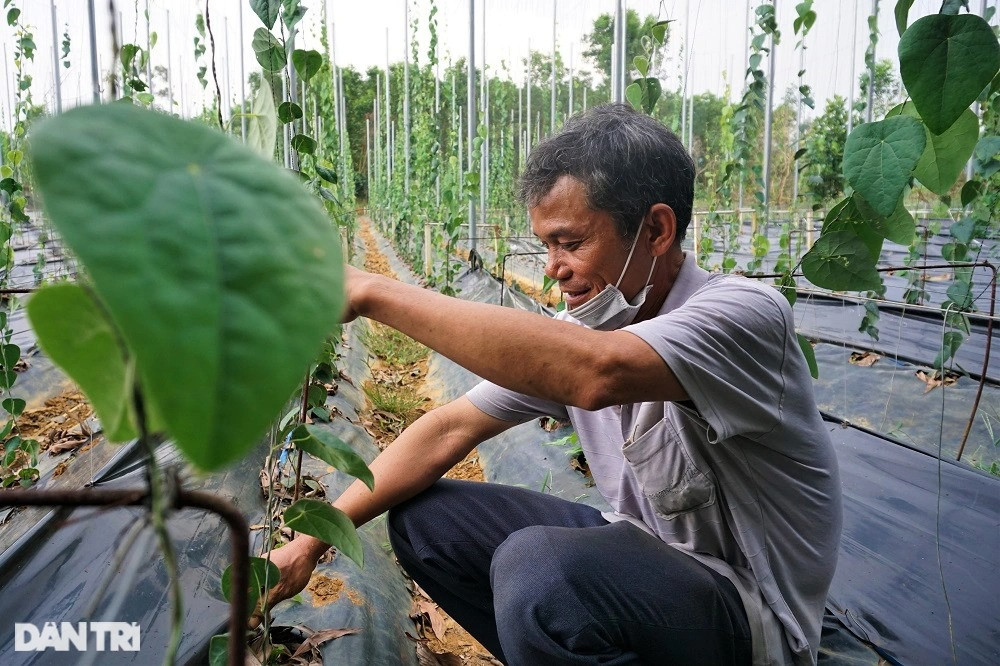 Thu tiền tỷ nhờ trồng loài cây càng nắng nóng càng 'hái ra tiền' Thu tien ty nho trong loai cay cang nang nong cang 'hai ra tien'