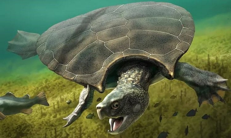 Rùa. Rùa là con vật sống ở cả dưới nước và trên cạn. Rùa thuộc hành Hỏa, là âm Hỏa trong đó có dương Thổ.