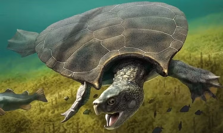 Rùa. Rùa là con vật sống ở cả dưới nước và trên cạn. Rùa thuộc hành Hỏa, là âm Hỏa trong đó có dương Thổ.