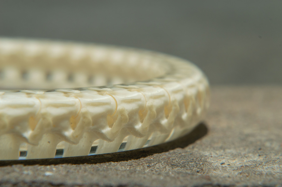 Chang trai Ca Mau kiem tien tu nhan, vong tay xuong ran-Hinh-8