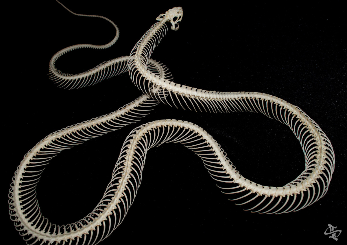 Chang trai Ca Mau kiem tien tu nhan, vong tay xuong ran-Hinh-2