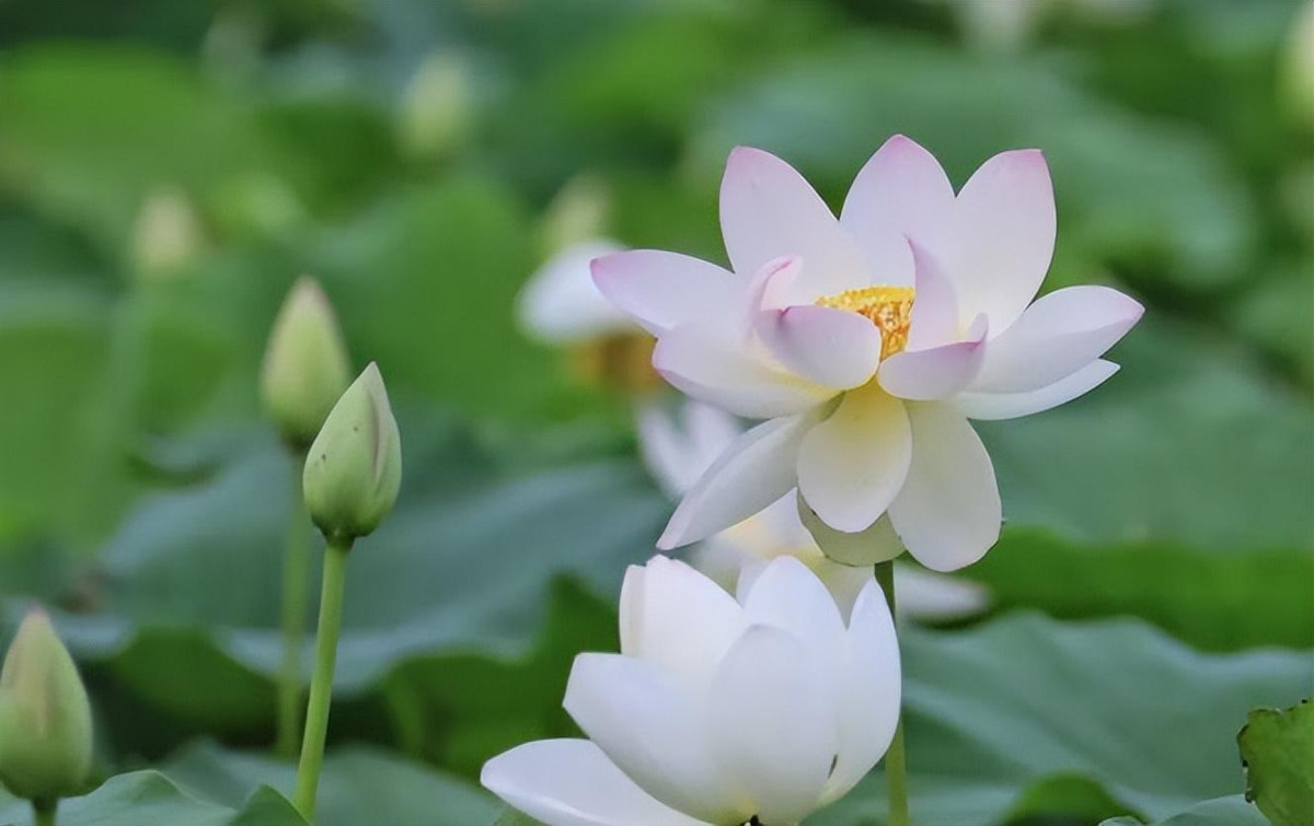 3 con giáp nữ mang số mệnh phượng hoàng - Hình 2 3 con giap nu mang so menh phuong hoang-Hinh-2