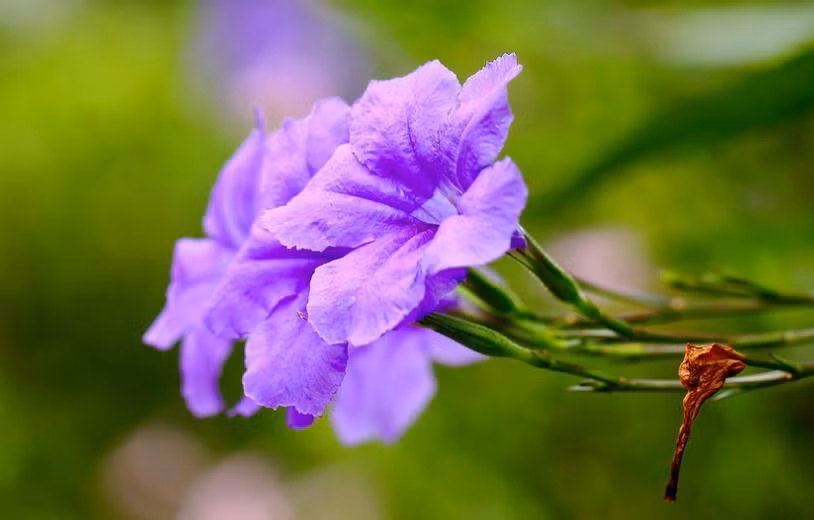 3 con giap nu mang so menh phuong hoang