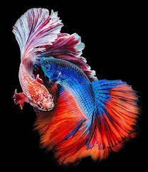  Những người sinh năm Thìn, Tuất, Sửu, Mùi nên nuôi cá. Trong khi đó, người tuổi Tỵ, Ngọ nên tránh nuôi con vật này.