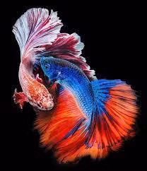  Những người sinh năm Thìn, Tuất, Sửu, Mùi nên nuôi cá. Trong khi đó, người tuổi Tỵ, Ngọ nên tránh nuôi con vật này.