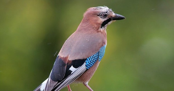 Người mệnh Hỏa nuôi chúng sẽ có được tài lộc do Hỏa thắng Kim. Ngưởi tuổi Tỵ, Ngọ rất thích hợp nuôi loài vật này. Nhưng người tuổi Dần, Mùi nên tránh nuôi chim. 