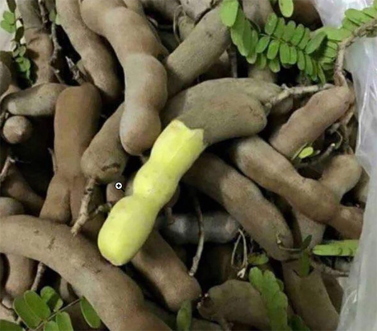 Tại Hà Nội, trên nhiều tuyến đường, những xe hàng rong bán cả me tươi và me khô mỗi khi đến mùa