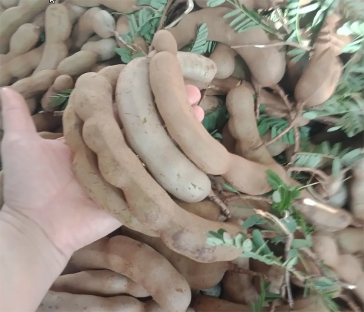 Quả me có màu nâu, bên ngoài có lông, bên trong có nhiều hạt và cùi thịt. Khi còn non quả cứng và có vị chua. Còn khi chín quả có vị ngọt ngọt, chua chua