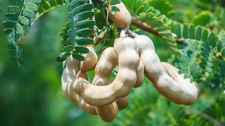 Theo tìm hiểu, cây me có tên khoa học là Tamarindus indica, một loại cây nhiệt đới có nguồn gốc từ châu Phi. Hiện chúng có mặt nhiều ở các quốc gia châu Á trong đó có Việt Nam.