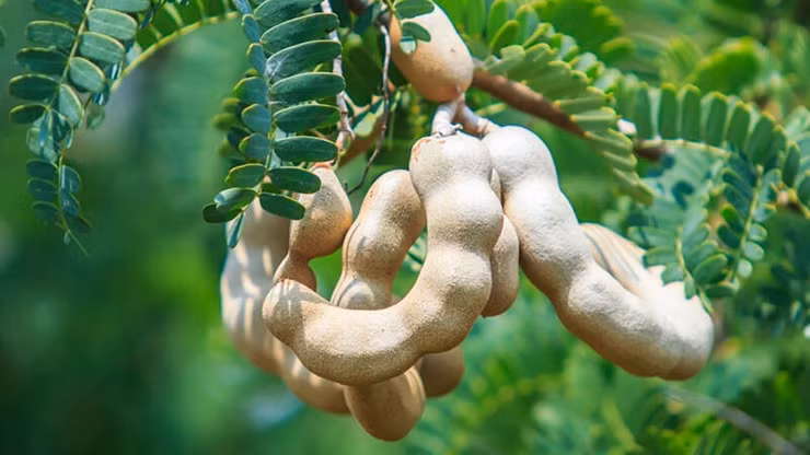 Theo tìm hiểu, cây me có tên khoa học là Tamarindus indica, một loại cây nhiệt đới có nguồn gốc từ châu Phi. Hiện chúng có mặt nhiều ở các quốc gia châu Á trong đó có Việt Nam.