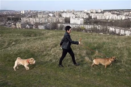 Một buổi đi dạo chơi của hai chú cún cưng tại một quả đồi ở thủ phủ Simferopol, hôm 25/3.