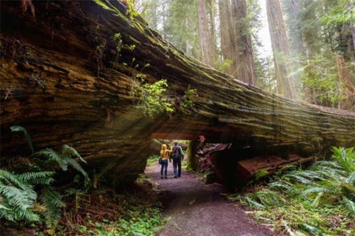  5. Công viên bang Humboldt Redwoods, California: Trong công viên này có một khu rừng hùng vĩ, nổi tiếng với những hàng cây cao lớn, tạo nên những cuộc rượt đuổi tốc độ. Khi tới đây, bạn sẽ cảm thấy mình chỉ là một sinh vật bé nhỏ, yếu ớt giữa sự hùng vĩ của cây cối.