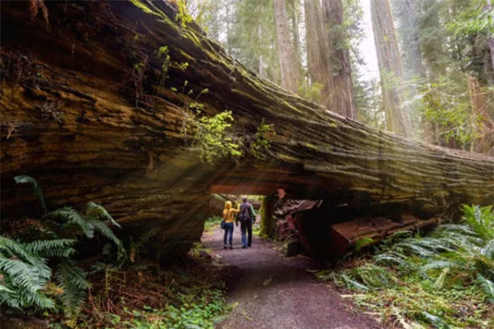  5. Công viên bang Humboldt Redwoods, California: Trong công viên này có một khu rừng hùng vĩ, nổi tiếng với những hàng cây cao lớn, tạo nên những cuộc rượt đuổi tốc độ. Khi tới đây, bạn sẽ cảm thấy mình chỉ là một sinh vật bé nhỏ, yếu ớt giữa sự hùng vĩ của cây cối.