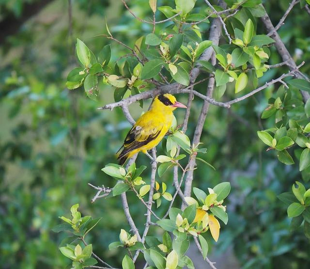 4 con giap don mua dong sung tuc, loc rung rinh trong thang 11-Hinh-3
