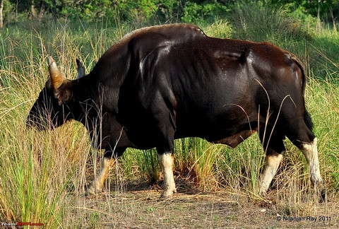 Bò tót là loài bò hoang dã to nhất thế giới, chiều cao con đực có thể tới 2m, cân nặng 2 tấn. Việt nam chỉ còn khoảng 300 con bò tót, tập trung chủ yếu ở Tây Nguyên.