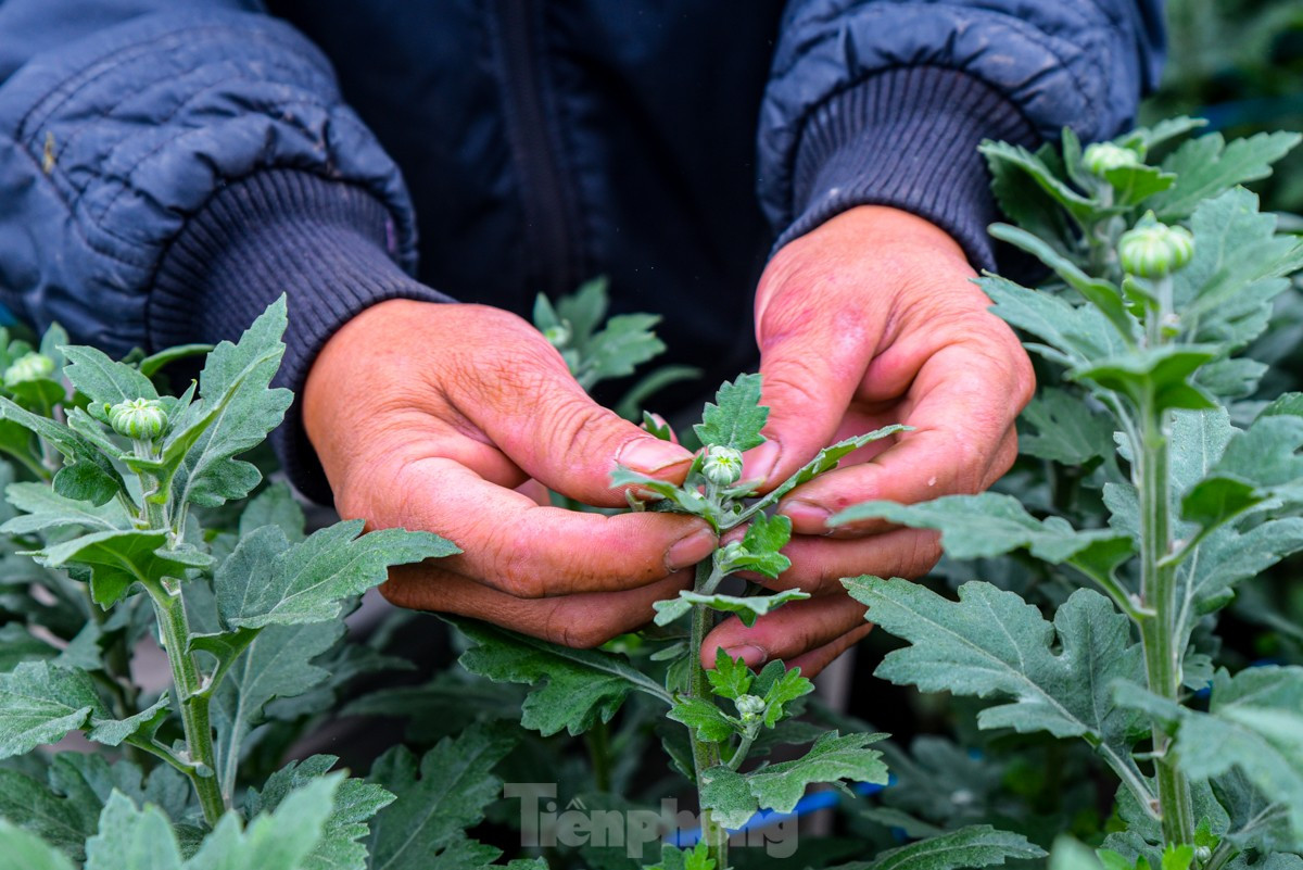 "Hoa cúc trồng mất tầm 3-4 tháng là được thu hoạch, vườn nhà tôi hơn 3 vạn bông, việc chăm sóc cũng khá vất vả, phải xem thời tiết thay đổi để ứng biến", anh Hữu chia sẻ.